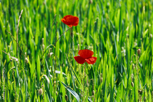 Red poppy flowers bloom between grasses at the edge of a road