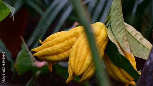 Yellow ripe fingered citron Buddha's hand (Citrus medica var. sarcodactylis) hanging on tree with leaves in the citrus garden close up photo