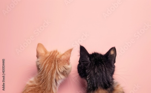 Two cute kittens with fluffy fur and sweet expressions against a pink background. Ideal for advertising pet products, animal protection, and pet exhibitions. Copy space.