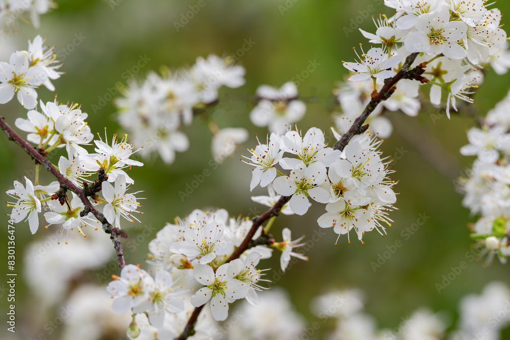 Obstbaumblüte Obstbaumblüte
