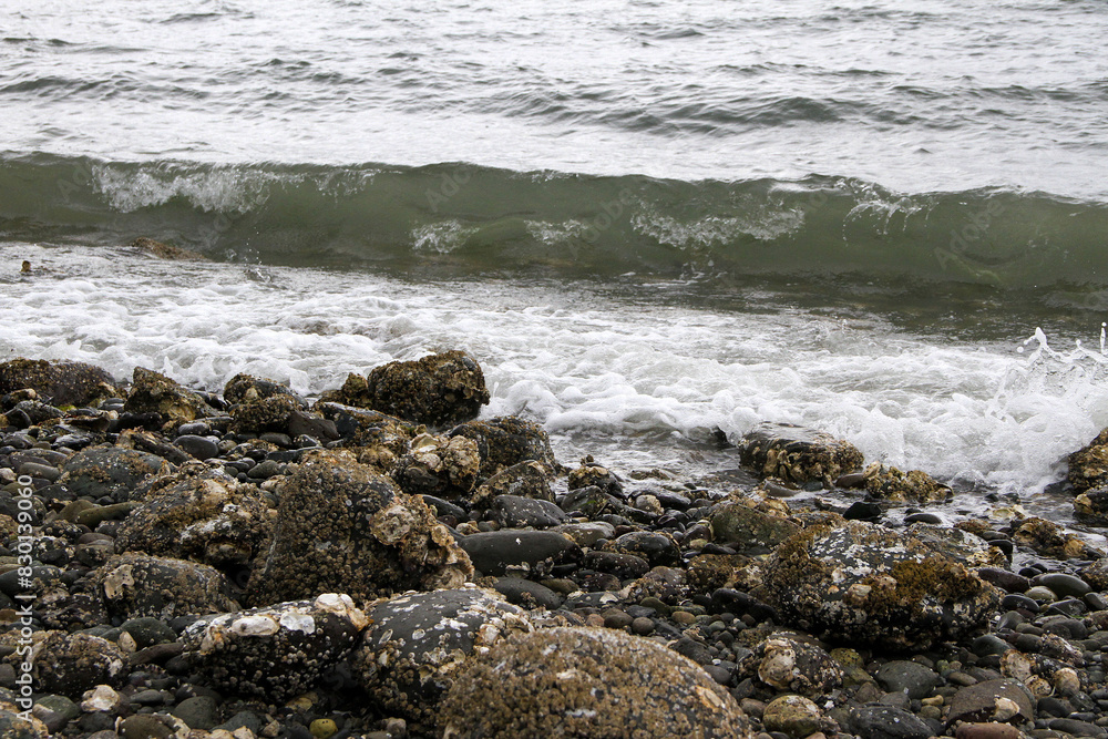 Small steady waves during a stormy day on Hood Canal Small steady waves during a stormy day on Hood Canal