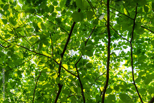 A bright green canopy of leaves © DZiegler