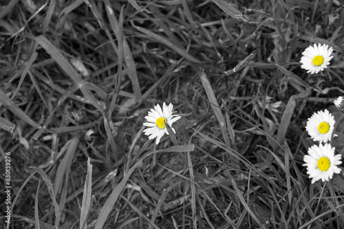 Delicate Daisies by the Ocean