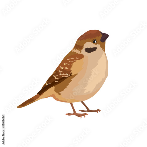 Vector small beautiful brown sparrow bird stands © ingasmk