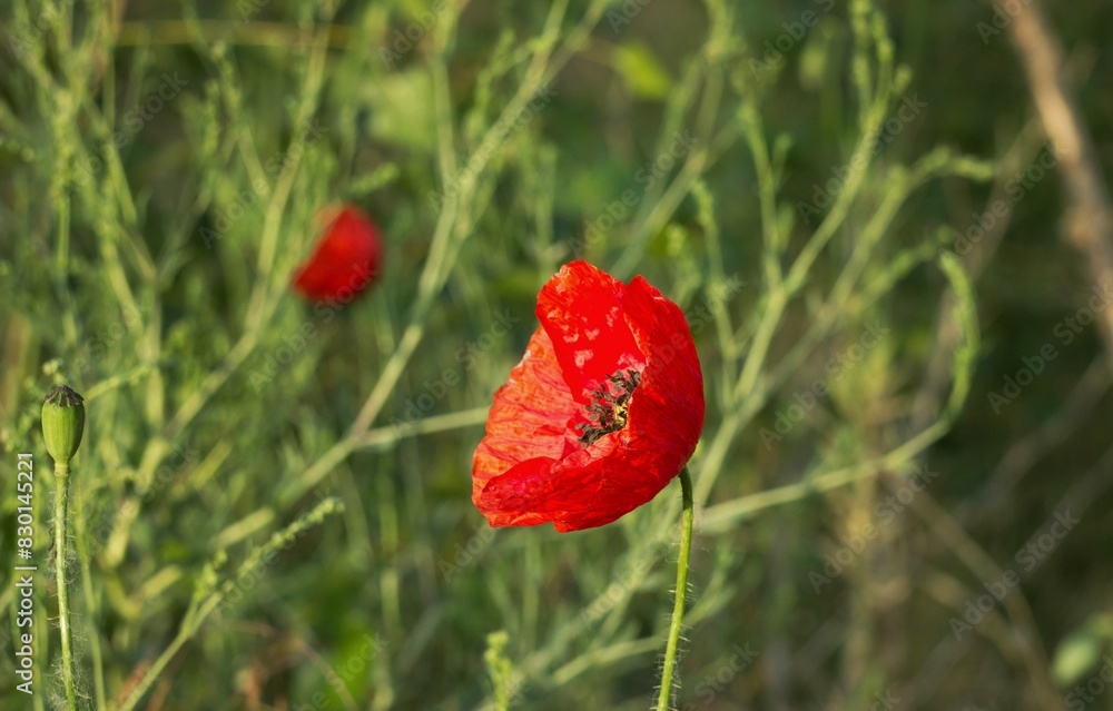 Obraz premium beautiful red poppy flowers on a field in summer