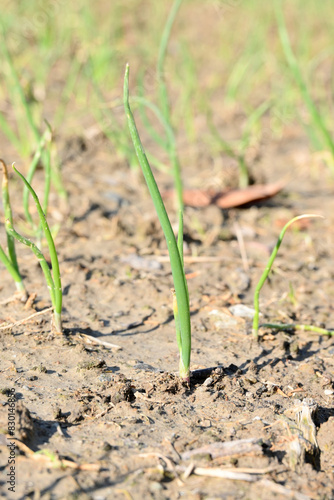 Wallpaper Mural closeup the ripe green onion plant growing in the farm soft focus natural green brown background. Torontodigital.ca