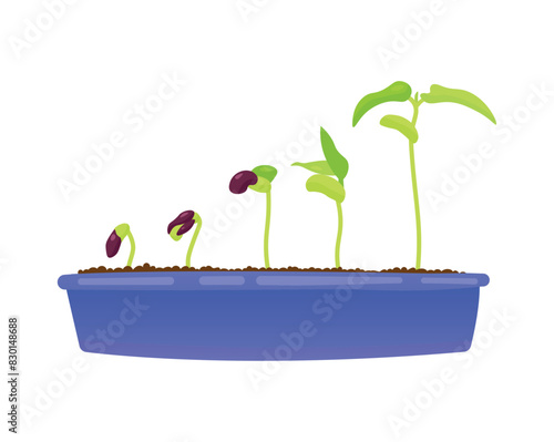 Vector illustration of the process of plant growth in a pot with soil. Concept of vegetable garden, eco-friendly plants, vegetables.