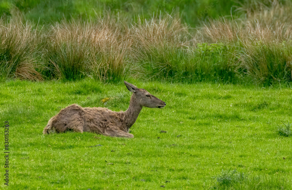 Female red deer lying in the grass Female red deer lying in the grass