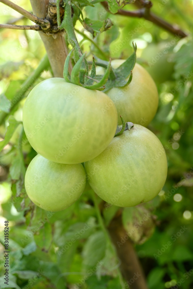closeup the bunch ripe green tomato with plant in the farm soft focus natural yellow green background.