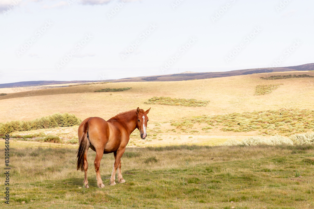 Lone horse in the Magina Mountain Range landscape Lone horse in the Magina Mountain Range landscape