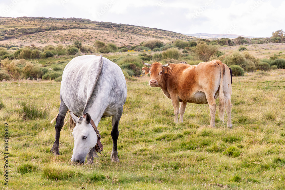 Grazing horse and cow in Magina Mountain Range Grazing horse and cow in Magina Mountain Range