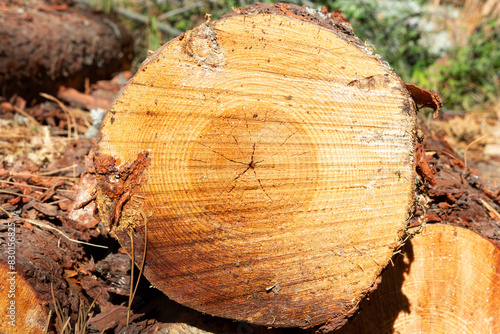 Close-up of freshly cut tree trunk in Cuenca