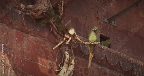 Varanasi, Uttar Pradesh, India. Two rose-ringed parakeets siting together on old wall Chet Singh Fort on Chet Singh Ghat. Sunny day. Slow motion. Sittacula krameri, ringneck parrot, Kramer parrot from photo