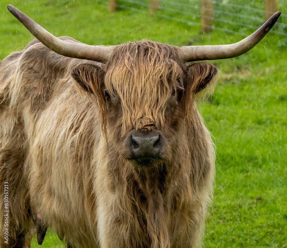 Highland cattle in a field in the rain Highland cattle in a field in the rain