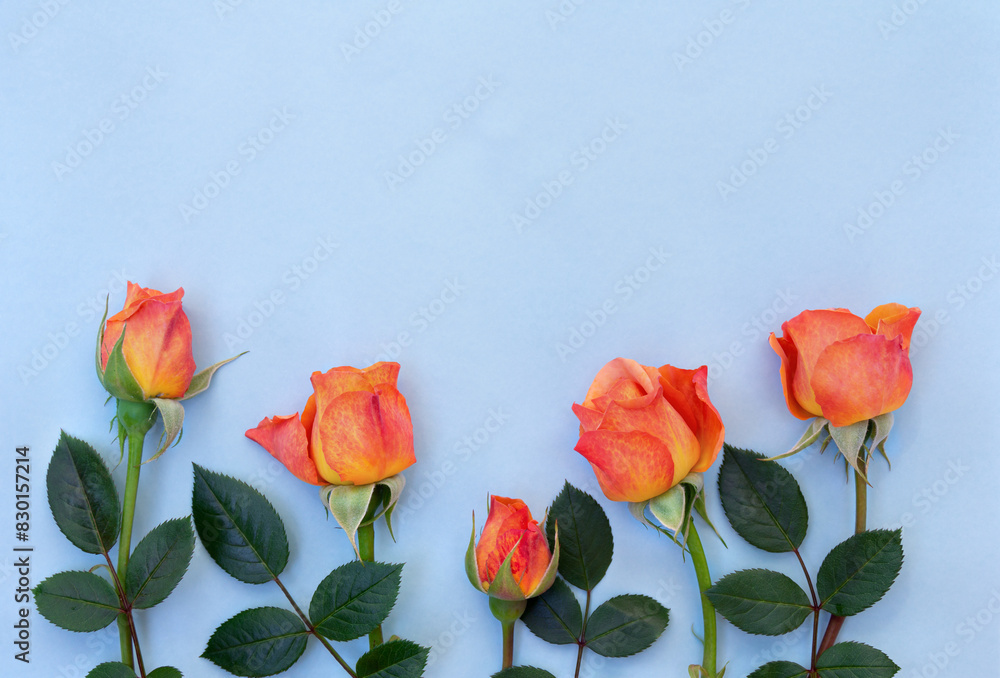 Flowers orange red roses on a blue paper background with space for text. Top view, flat lay