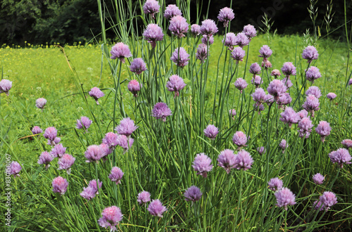 summer time. blooming clover on a meadow among grass