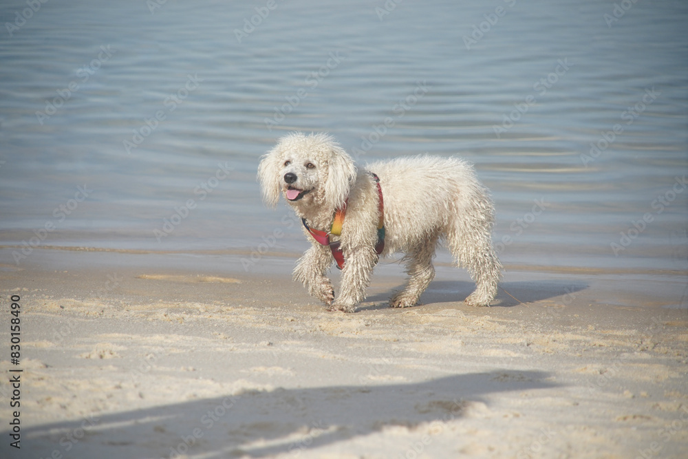 dog playing on the beach dog playing on the beach