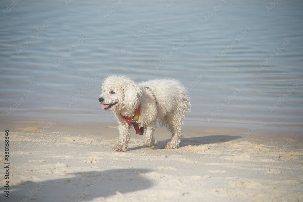 dog playing on the beach dog playing on the beach