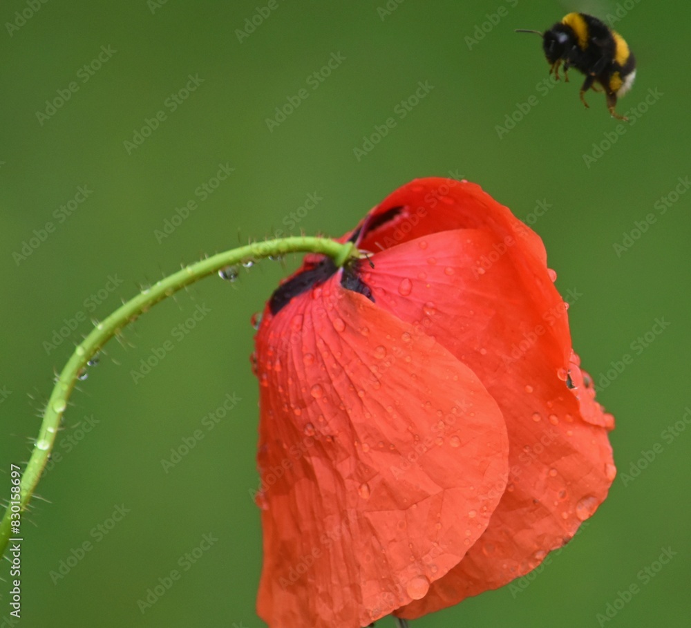 wet red poppy flowers and a furry bumblebee wet red poppy flowers and a furry bumblebee
