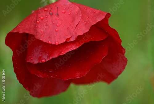 wet red poppy petals with raindrops close-up