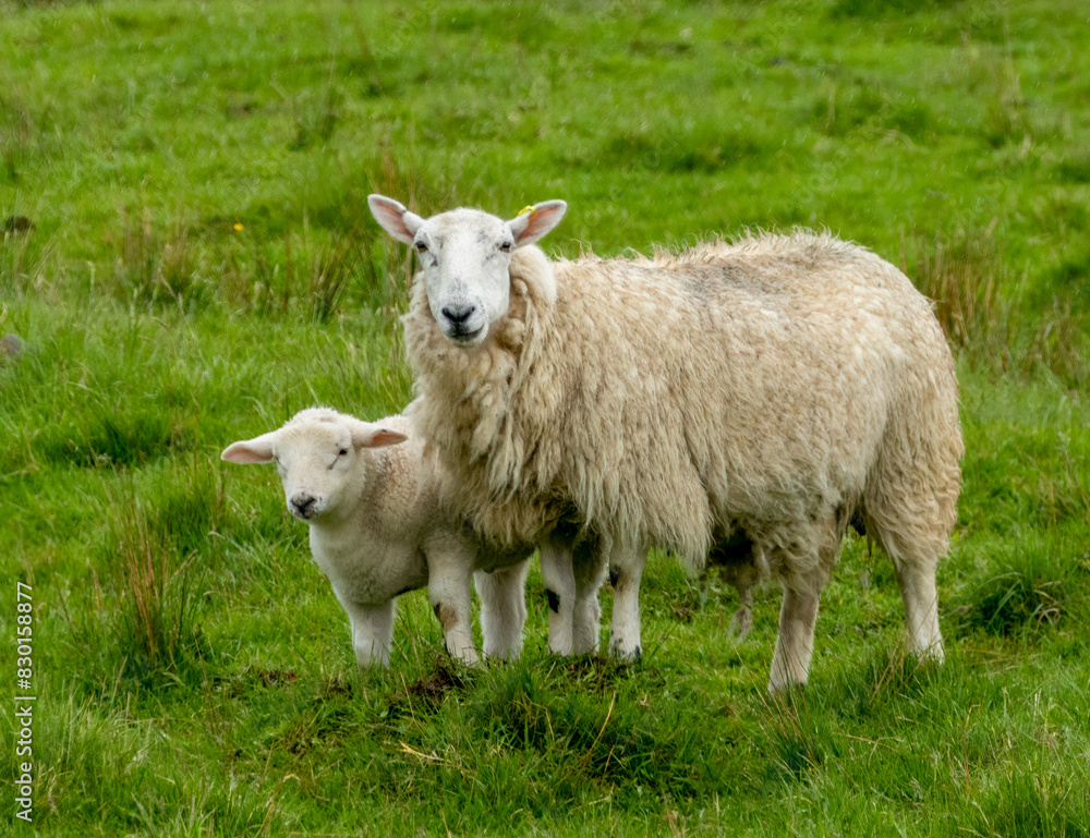 Fototapeta premium sheep and lamb in the grassy meadow