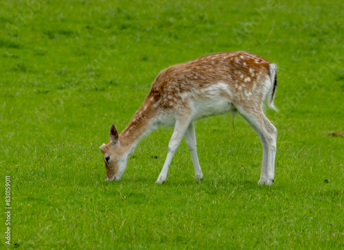 Herd of fallow deer grazing in a green field