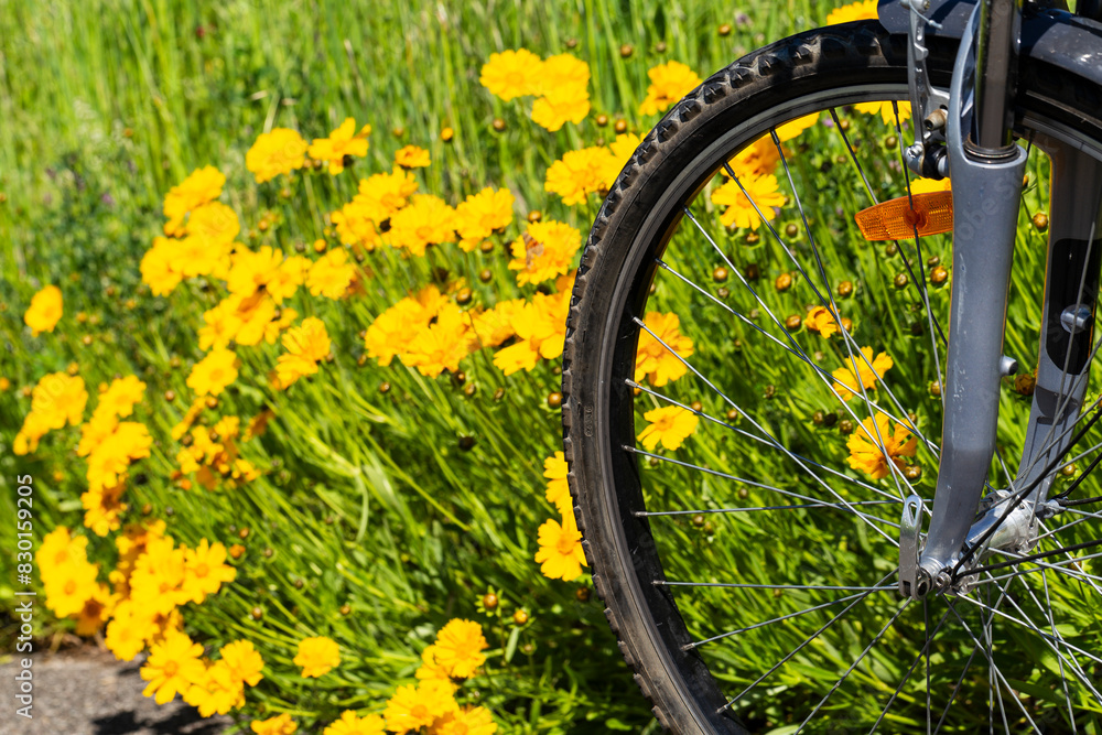 A bike standing along the bicycle path in the countryside, bike traveling concept. Outdoor cycling activities. Bike in front of a bike path, and coreopsis lanceolate blooms in a flower bed in spring. A bike standing along the bicycle path in the countryside, bike traveling concept. Outdoor cycling activities. Bike in front of a bike path, and coreopsis lanceolate blooms in a flower bed in spring.