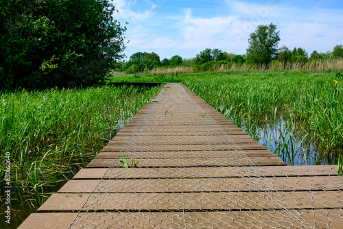 Horizontal photo of a wooden footpath over the water in a nature reserve in Belgium, Europe. Surrounded by water plants and forests, with a blue sky with many white clouds in spring.