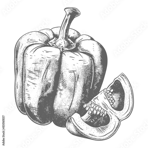 Bell Pepper or Paprika sliced full with old engraving sketch style