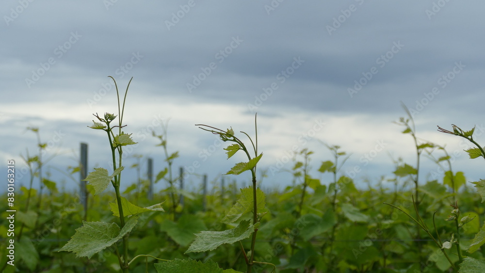 Obraz premium Grapevine plant with tendrills 