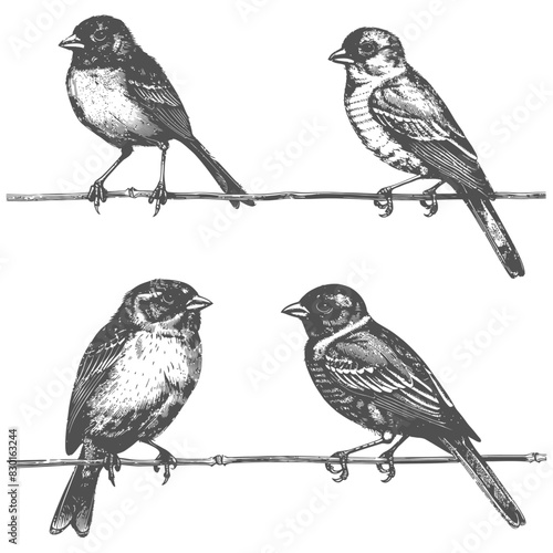 birds on wire full with engraving sketch style