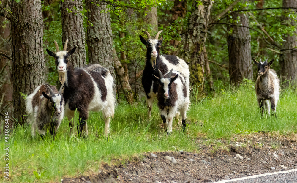 Obraz premium Wild feral scottish mountain goats in the forest