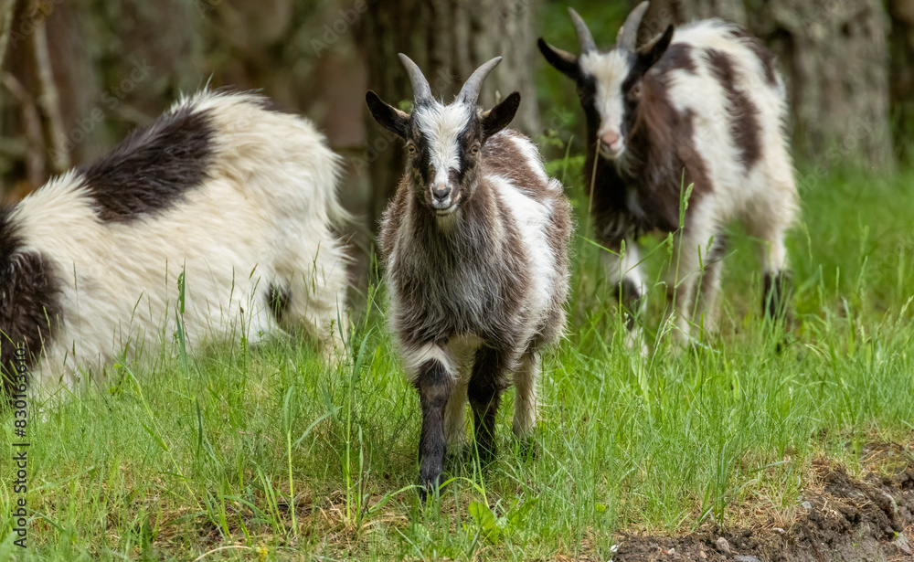 Obraz premium Wild feral scottish mountain goats in the forest