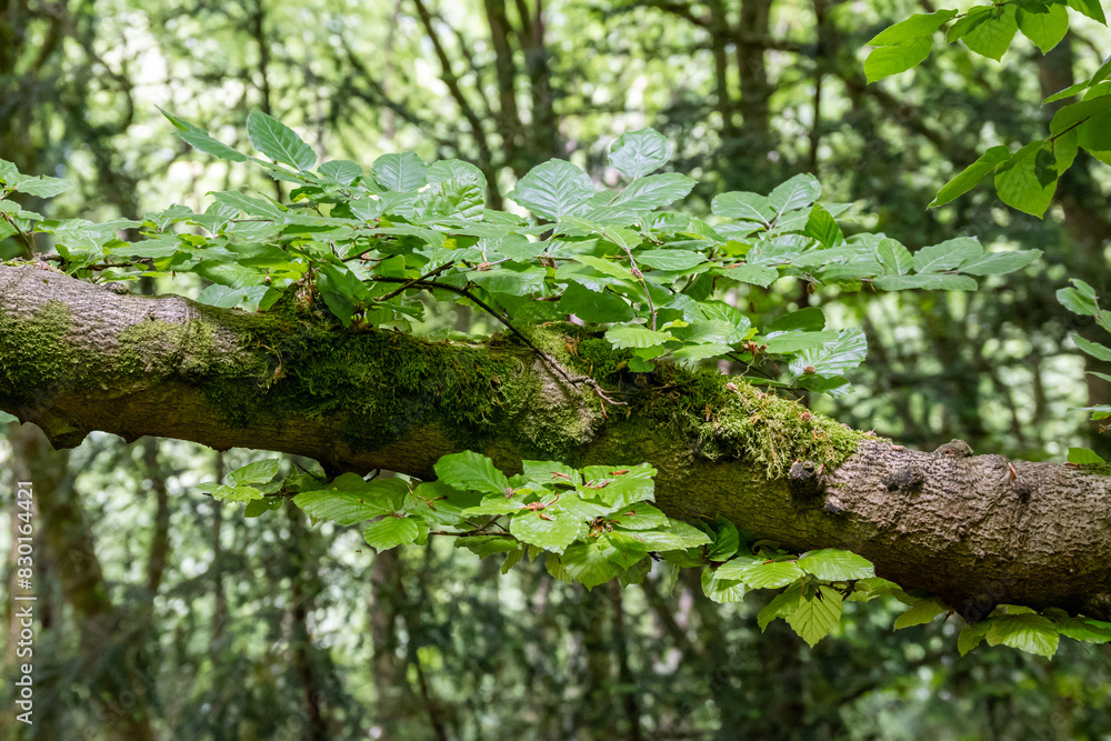 branch of a beech tree branch of a beech tree