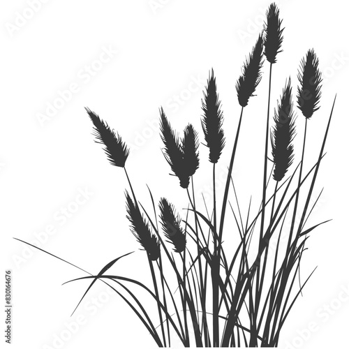 Silhouette black water reed plan cattails leaf black color only