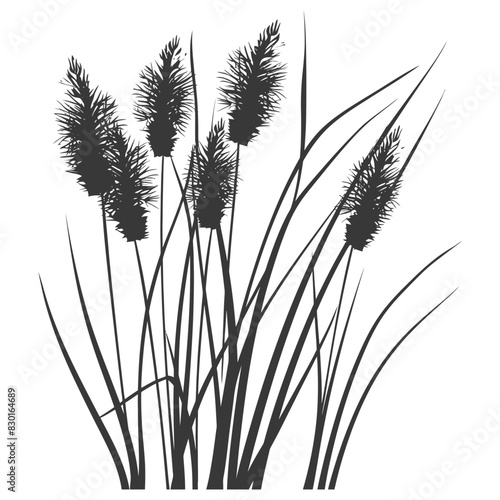 Silhouette black water reed plan cattails leaf black color only