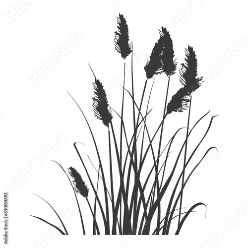Silhouette black water reed plan cattails leaf black color only