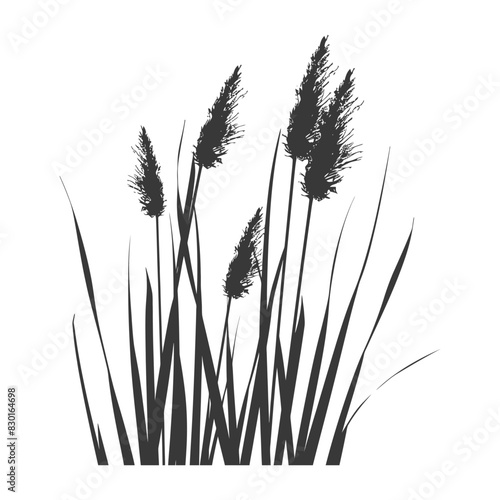 Silhouette black water reed plan cattails leaf black color only