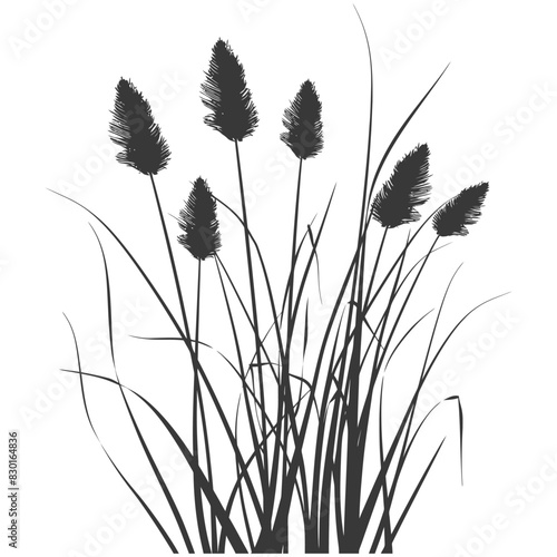 Silhouette black water reed plan cattails leaf black color only