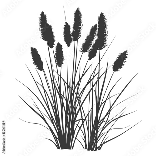 Silhouette black water reed plan cattails leaf black color only