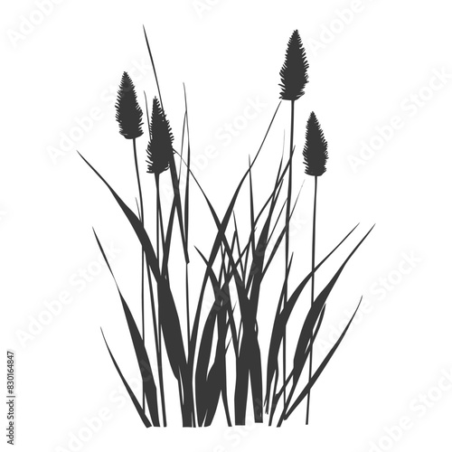 Silhouette black water reed plan cattails leaf black color only