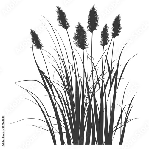 Silhouette black water reed plan cattails leaf black color only