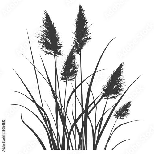 Silhouette black water reed plan cattails leaf black color only