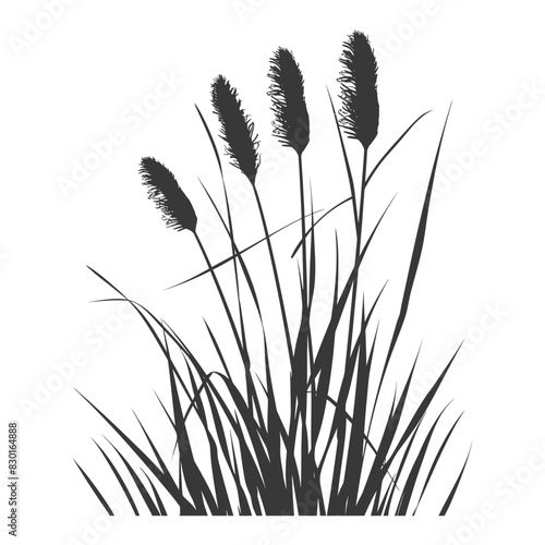 Silhouette black water reed plan cattails leaf black color only