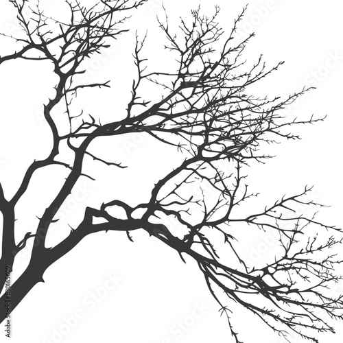 Bare Tree Branches Silhouette Against White: Stark Winter Minimalism