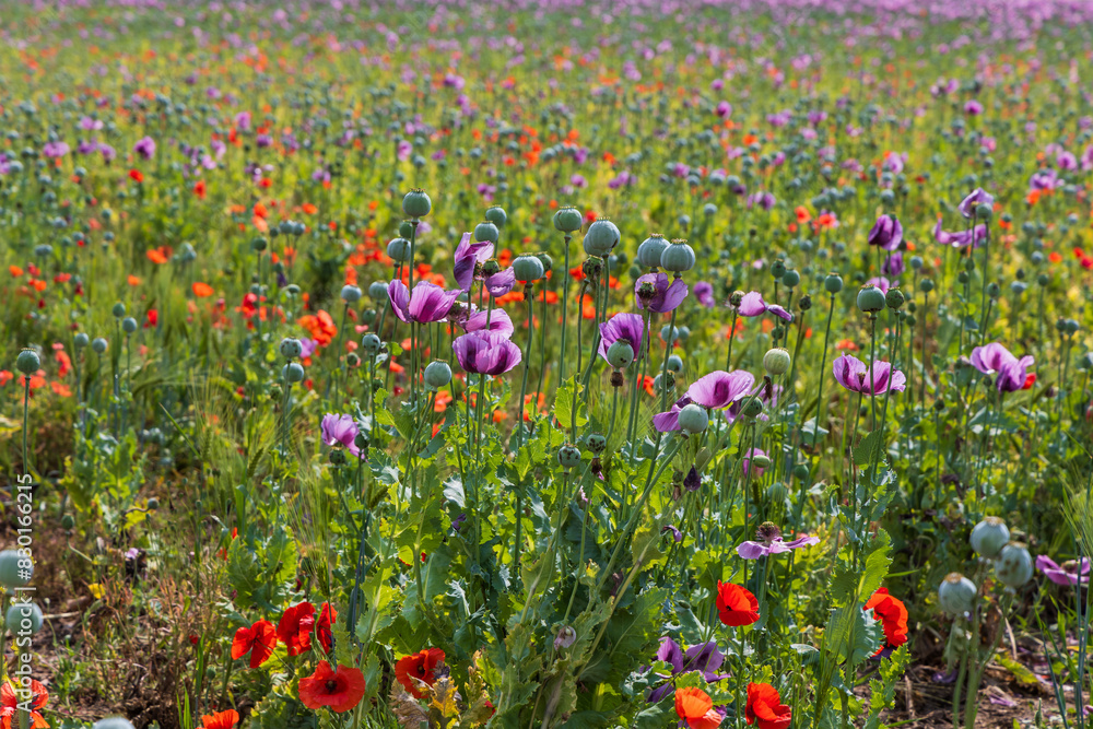 Colorful poppy flowers. Red and purple flowers. Green poppies. Colorful poppy flowers. Red and purple flowers. Green poppies.