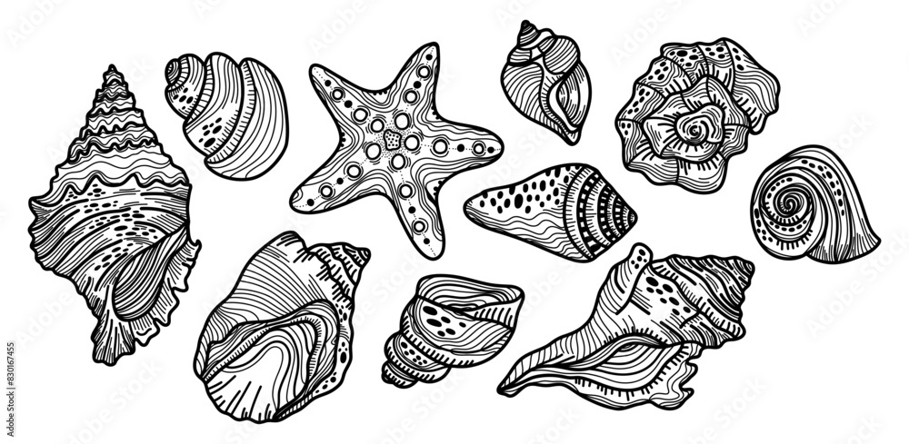 Line set of different seashells on a white background. Sketch of different decorations for the beach or sea Line set of different seashells on a white background. Sketch of different decorations for the beach or sea