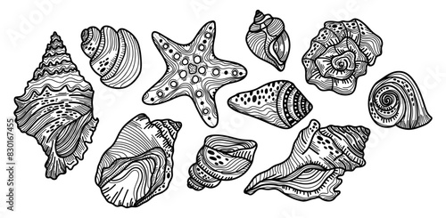 Line set of different seashells on a white background. Sketch of different decorations for the beach or sea