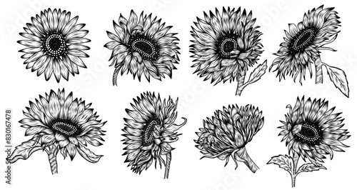 Set of different vintage sunflowers in sketch style from different angles in black on a white background