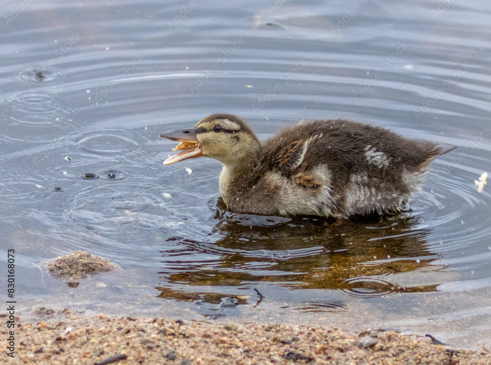 Cute little duckling eating some bread in the water Cute little duckling eating some bread in the water